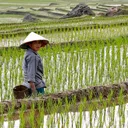 The Rice field