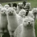 MoochieGangg