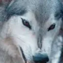 lone wolfs den