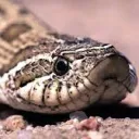 Snekism