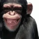 Macaco Army