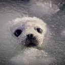 Seals