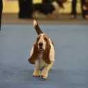 Potomac Basset Hound Club