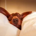 Official "Sleep Songs" server