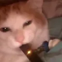 Owen’s Official Vaping Cat Discord Server