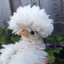 Snevs Aviary