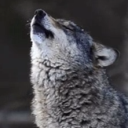 Califurnia Furpublic Discord server icon