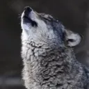 Califurnia Furpublic