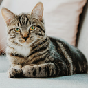 World of Cat's Server Icon