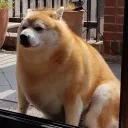 Chonks anonymous™
