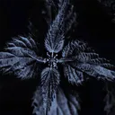 Noxurtica