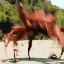 Crab Rave