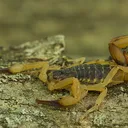 TasteMyVenom
