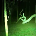 The Tree Cult