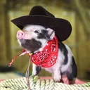 PIGGEHdeluxe Gaming