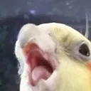 BiRb!