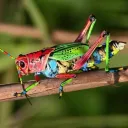 🦗GAFANHOTOS DO MERCADO🦗