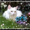 《▪Warrior Cats Roleplay▪》