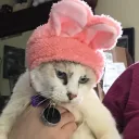 CatCraft