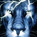 Tempest Star Lions