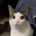 Phil's Cat Café