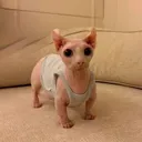 marz cat cafe