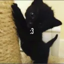 marz cat cafe Discord Server Icon