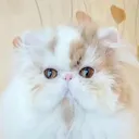 Мандарин