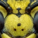 Discovery icon for boogtown - stingaling emoji and sticker Discord server