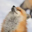 きつねのせかい