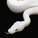 Snake Clan Reincarnate