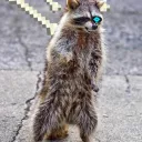 Raccoon's Den