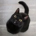 こにゃにゃちは