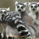 Le Zoo