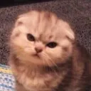милашки