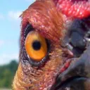 Killer Chickens NA