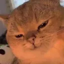 MEOW CLUB