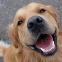 dog gamers