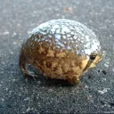 I frogor the name