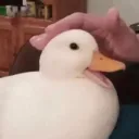 🦆 ducc chat. 🦆