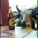 Bar dos cornos