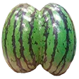 Melon Mansion