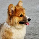 WFTNTORG: cORGi (S2)
