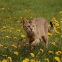 Warrior Cats Roleplay