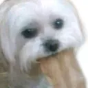 chichis