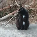 うんち