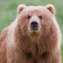 Yazi Bear