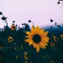 🌻ｓｕｎｆｌｏｗｅｒ🌻