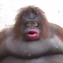 Le Monke