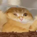 ねこさば